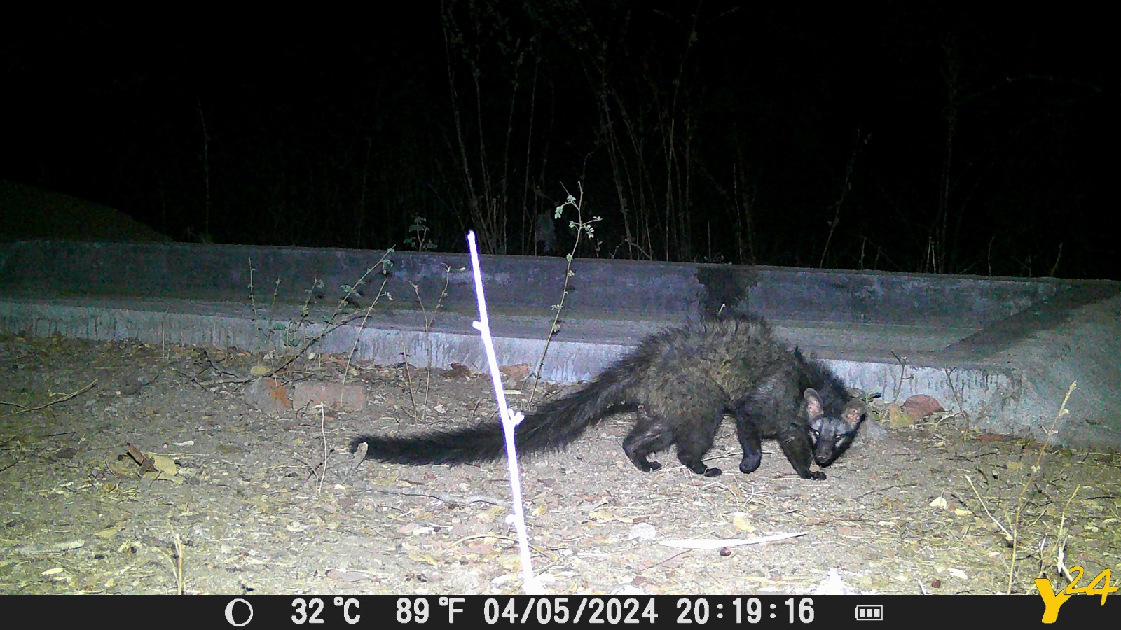 Wildlife Capture