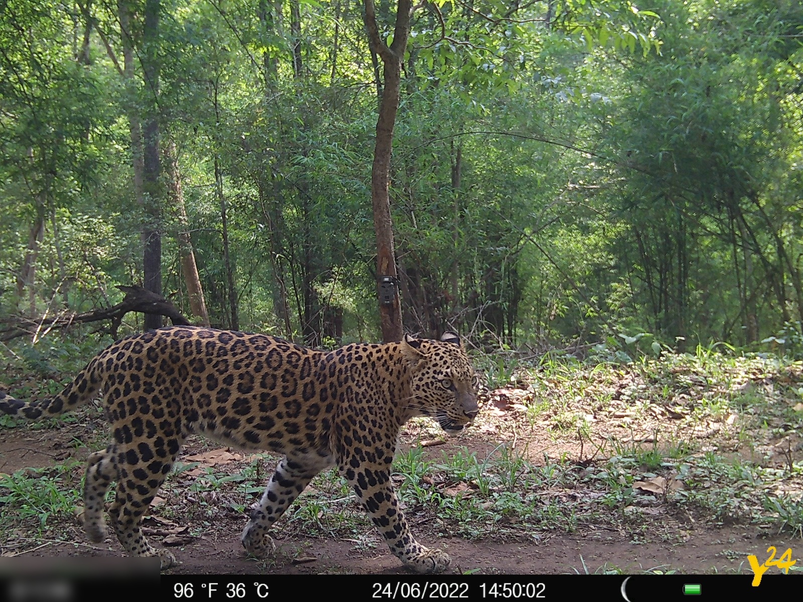 Wildlife Capture