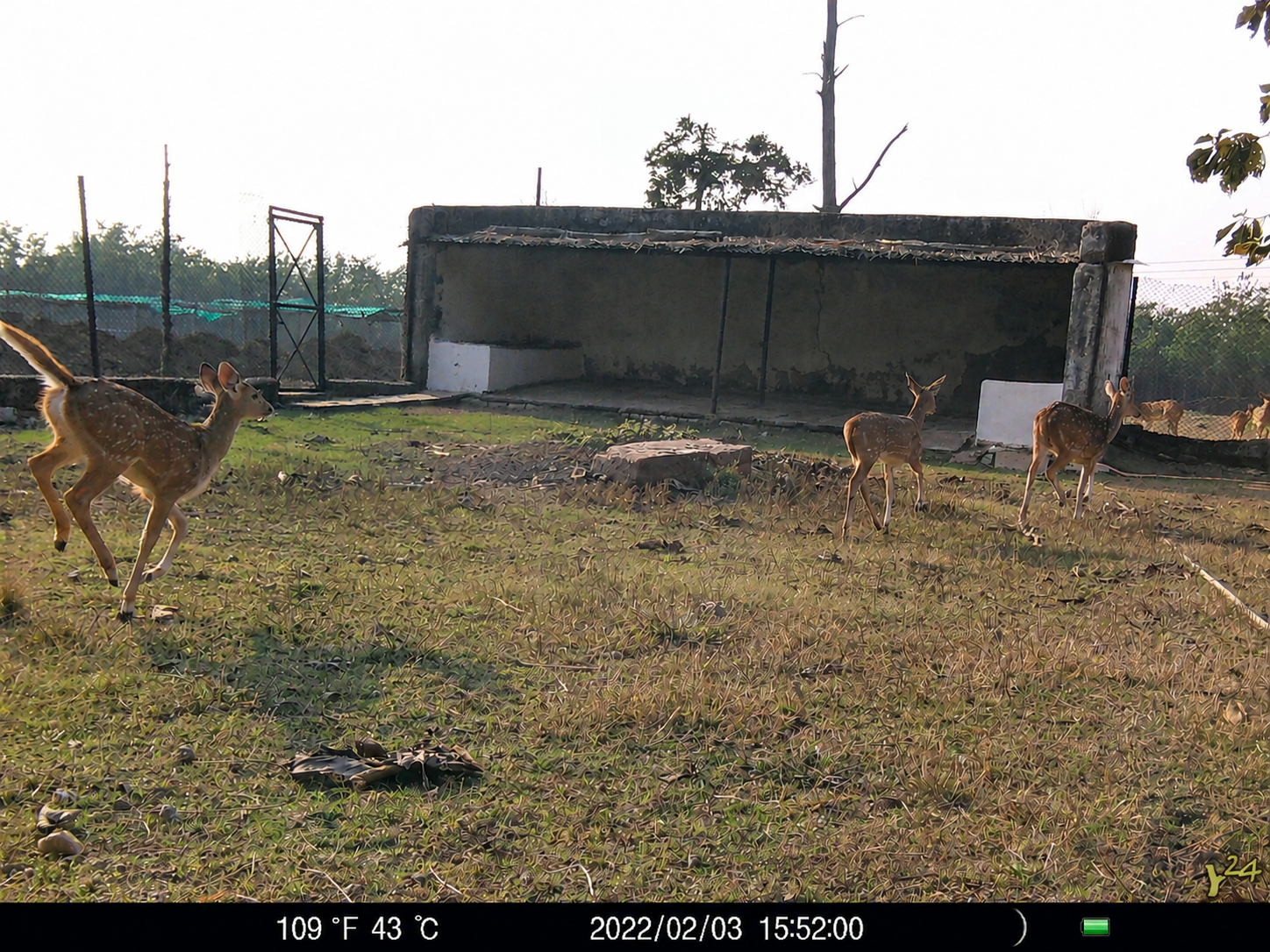 Elephant captured by wildlife camera