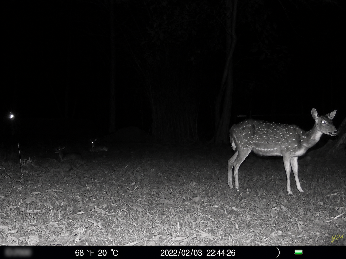 Deer in Indian forest