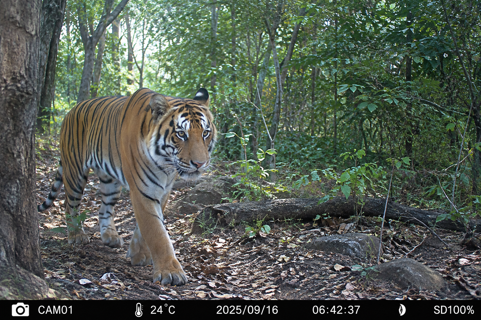 Tiger captured by wildlife camera