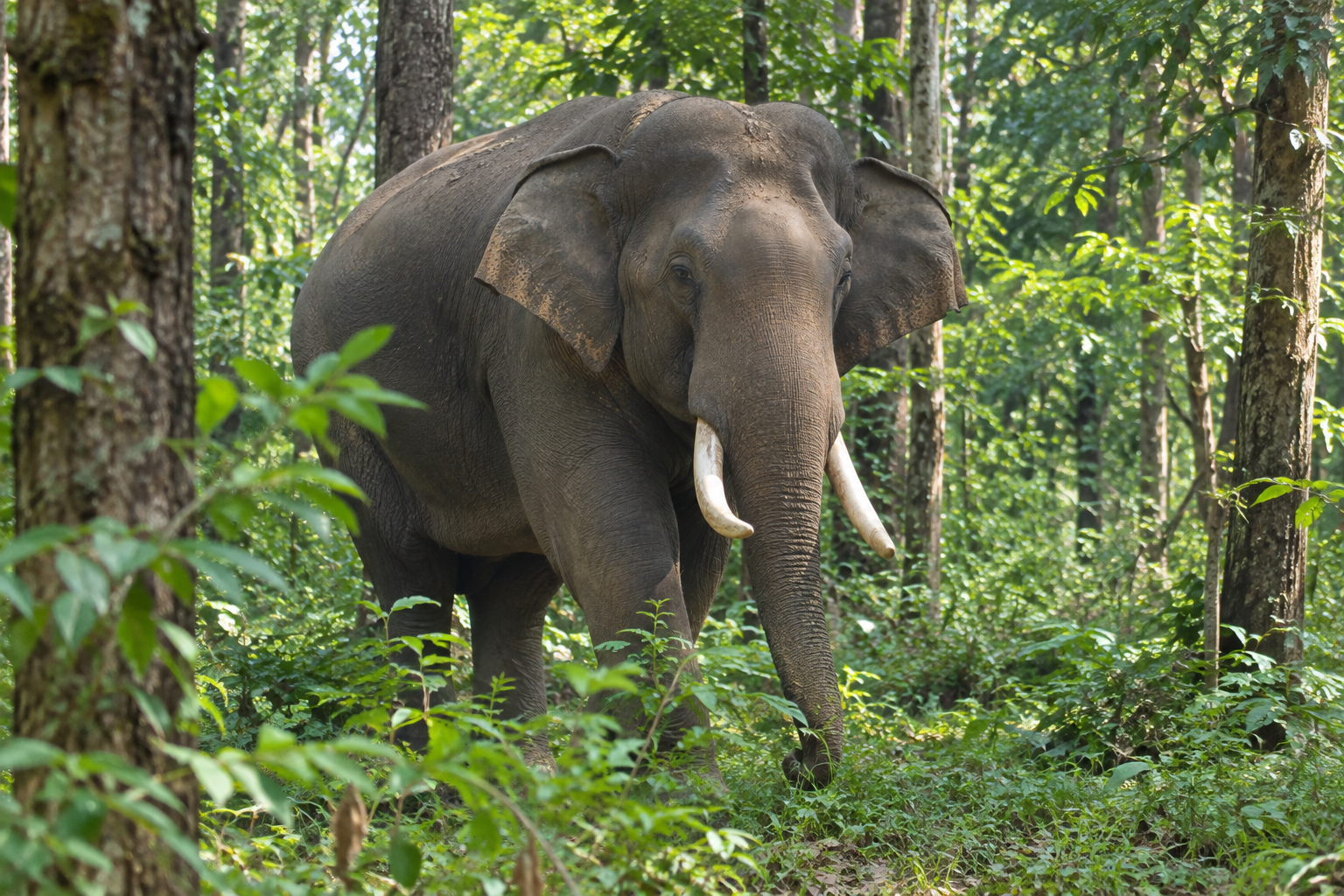 Elephant in the wild